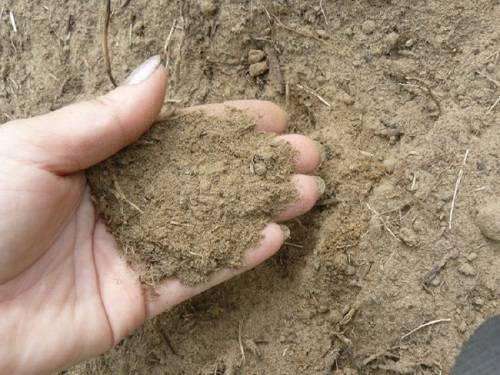 Как сделать песчаную почву пригодной для выращивания огородных и садовых культур? с фото