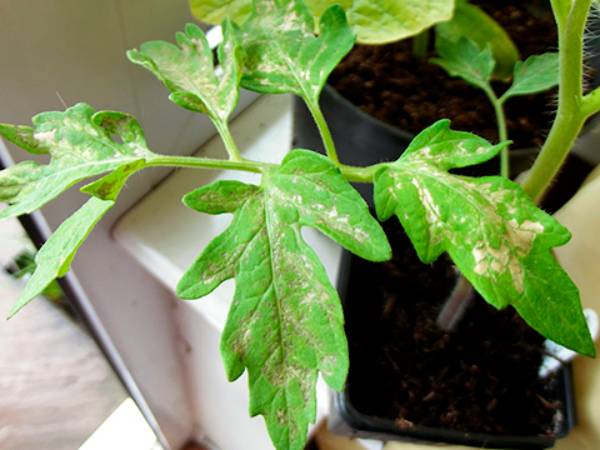 Почему белеют листья на рассаде помидоров: основные причины с фото