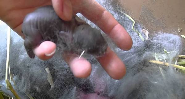 Крольчиха поедает детенышей: причины и эффективные решения ситуации - фото