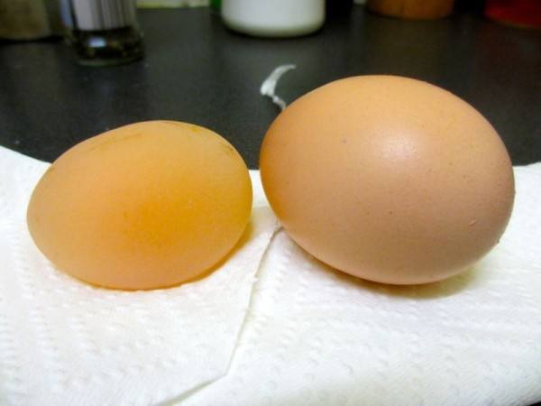 Яйцо без скорлупы: почему так происходит и как с этим бороться? - фото