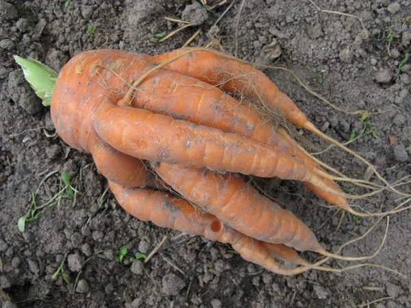 Почему морковь рогатая, корявая: как бороться с дефектами? с фото
