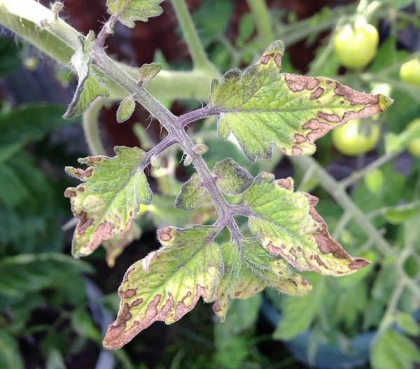 Почему сохнут листья у томатов: как спасти урожай - фото