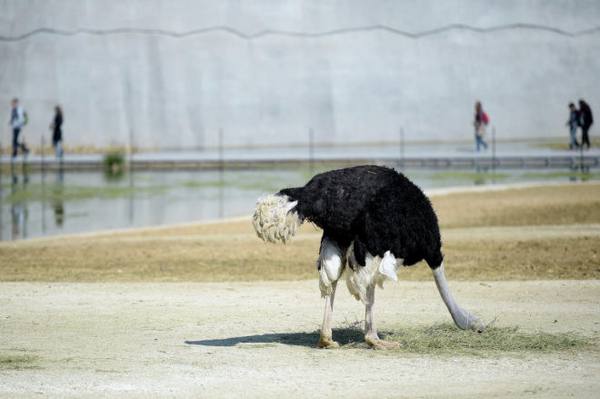 Почему и как страус прячет свою голову в песок - фото
