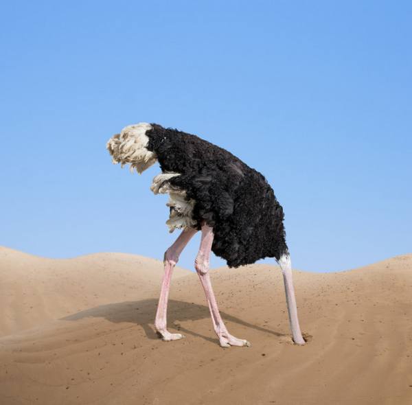 Может ли страус спрятать голову в песок - развенчиваем мифы - фото