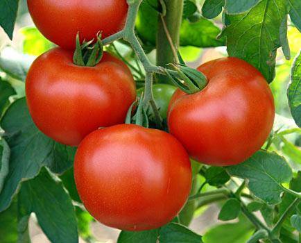 Почва для томатов Какой она должна быть? с фото