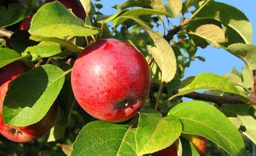 Как и чем произвести подкормку яблонь летом с фото