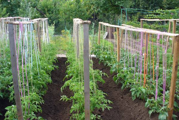 Способы подвязки помидоров в открытом грунте с фото