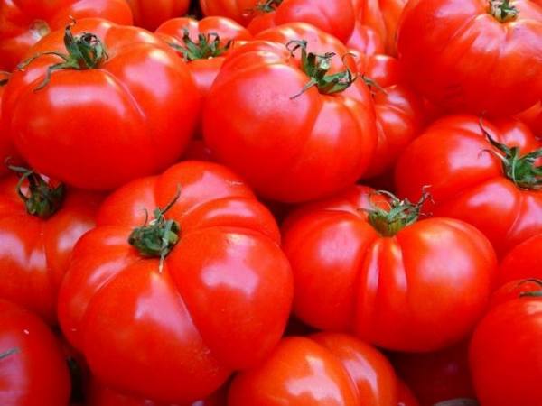 Описание помидора для открытого грунта - «Севрюга» с фото
