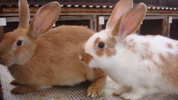 Причины поноса у кроликов: лечение антибиотиками и народными средствами с фото