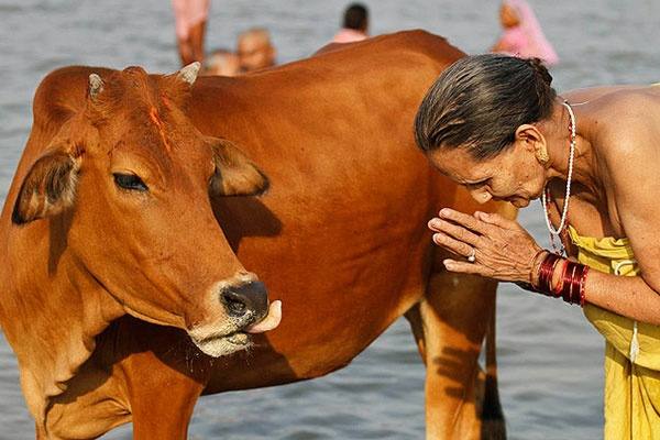 Особый статус коровы в индуизме или поклонение священному животному с фото