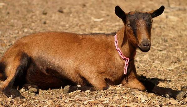 Описание и разведение породы коз Оберхазли с фото