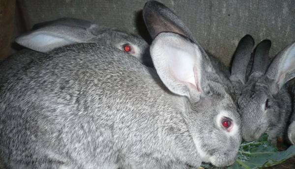 Кролики породы советская шиншилла: характеристика и особенности разведения - фото