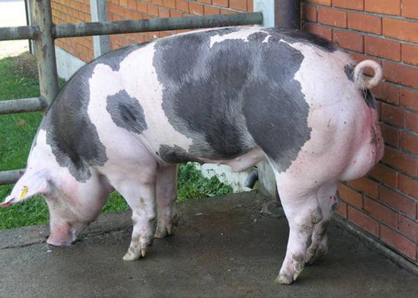 Описание и характеристика породы свиней Пьетрен - фото