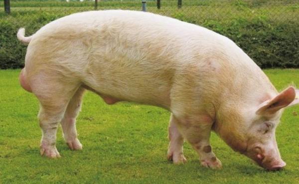 Описание и характеристика Йоркширской породы свиней - фото