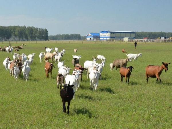 Обзор популярных пород коз с фото