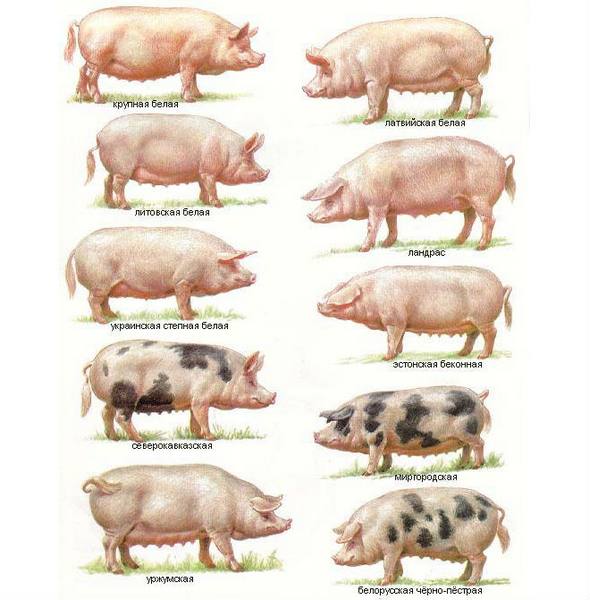 Обзор популярных пород свиней с фото