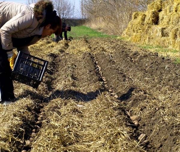 Способ посадки картофеля под солому: высокие урожаи при минимуме усилий - фото