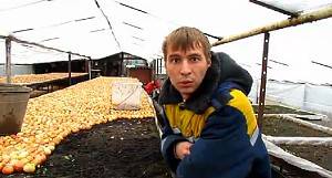 Видео: Посадка лука в теплицах без применения удобрений - фото