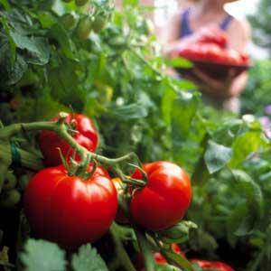 Посадка томатов в открытый грунт - советы огороднику - фото