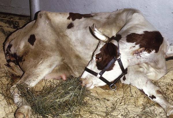 Образование послеродового пареза у коров, возможные осложнения и методы леч ... - фото