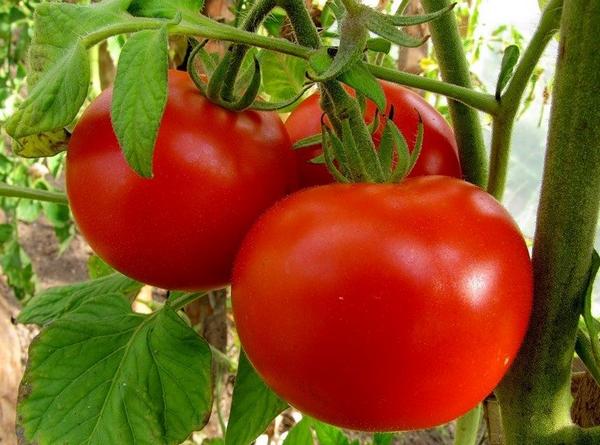 Как выбрать томаты для выращивания? - фото