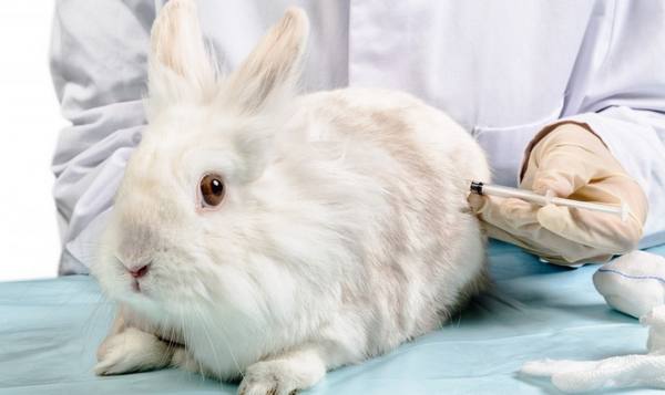 Какие прививки делают кроликам: показания и возраст проведения процедуры - фото