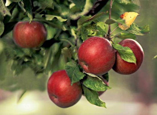 Профилактические меры и борьба с вредителями яблонь - фото