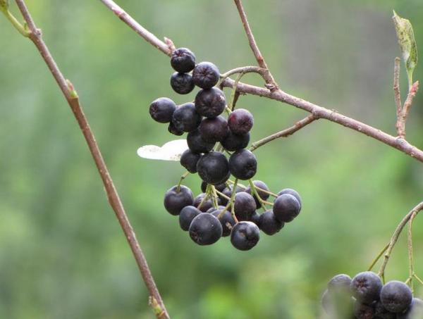 Как размножить рябину (аронию) черноплодную с фото
