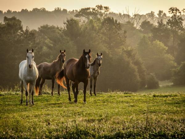 Разнообразие окрасов лошадей: разбираем масти - фото