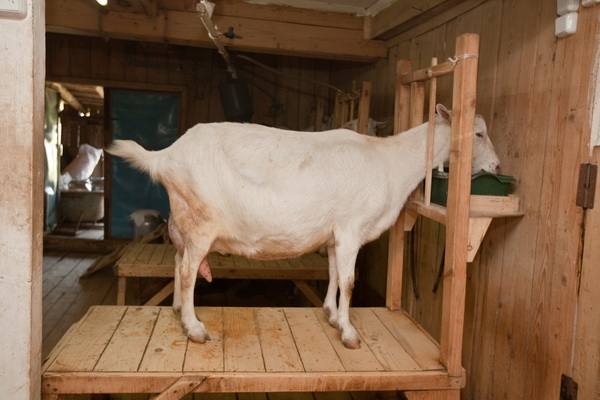 Домашний молокозавод: учимся правильно доить козу - фото