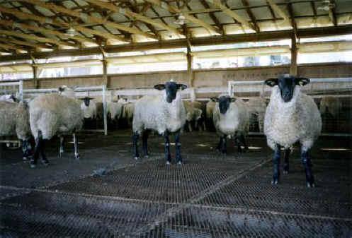 Разведение овец как бизнес: с чего начать и как получать максимальную прибы ... - фото