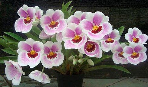 Реанимация мильтонии: что делать, если орхидея потеряла корни - фото