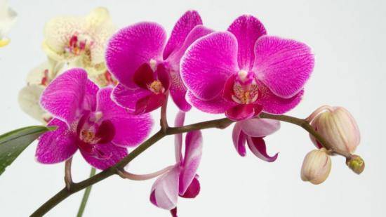 Рекомендации по уходу за орхидеей во время цветения - фото