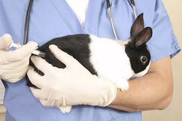 Методы лечения ринита (насморка) у кроликов с фото