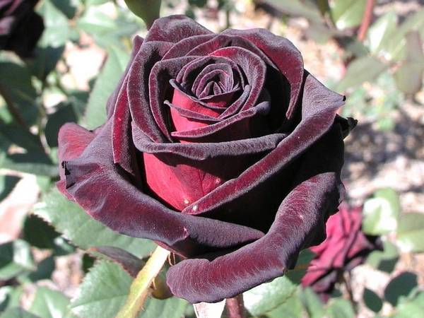 Как вырастить чёрную розу Блэк Баккара в своём саду - фото