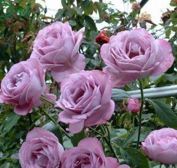 Голубая роза «Блю Парфюм»: особенности выращивания - фото