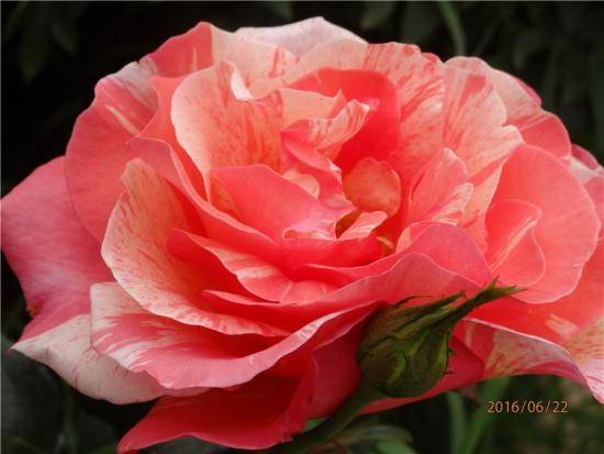 Роза Поль Гоген: описание сорта, посадка и уход за цветком - фото