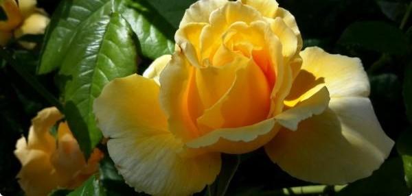 Розы Райское украшение сада с фото