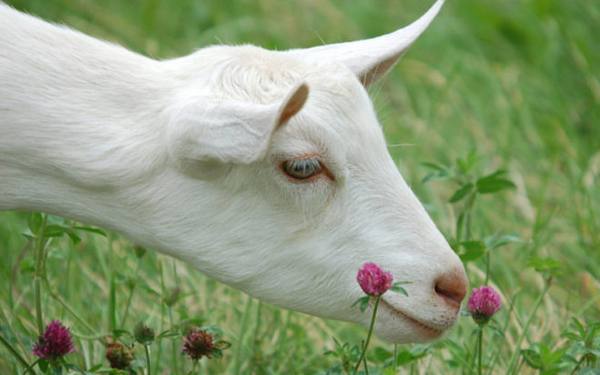 Высокоудойная порода коз - Русская белая с фото