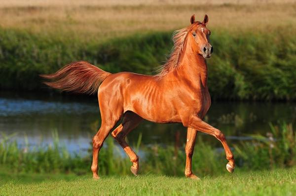 Рыжая масть лошадей с фото