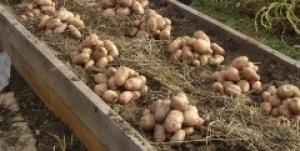 Идеальная посадка и выращивание картофеля под соломой :видео - фото