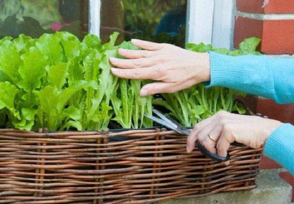 Выращивание листового салата на подоконнике - фото