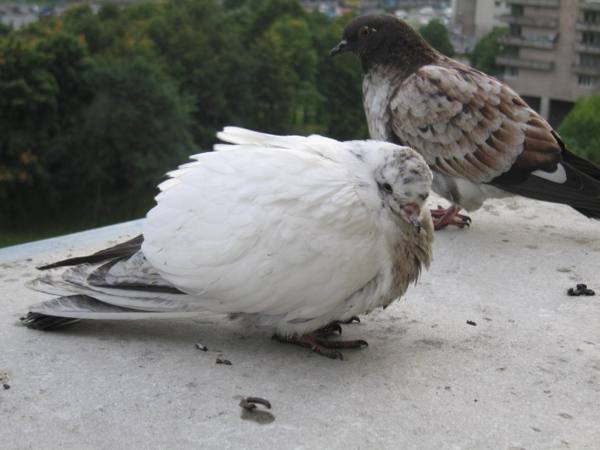 Определение симптомов и лечение сальмонеллеза у голубей - фото