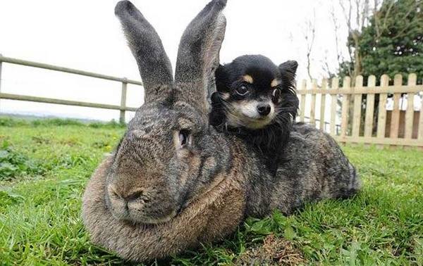 Самые крупные породы кроликов с фото
