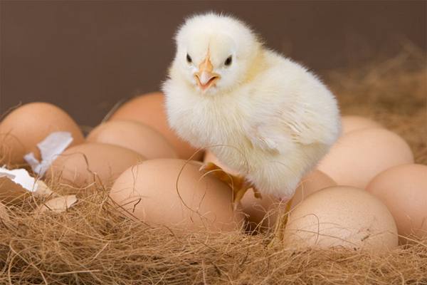 Нюансы высиживания яиц у курицы-несушки, выводим цыплят - фото