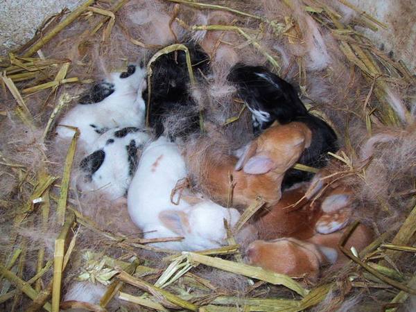 Заботливая мама-крольчиха: сколько и как кормит крольчат - фото