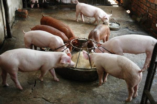 Сколько комбикорма нужно свинье для откорма на мясо - фото