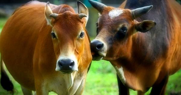 Какая продолжительность жизни коров? - фото