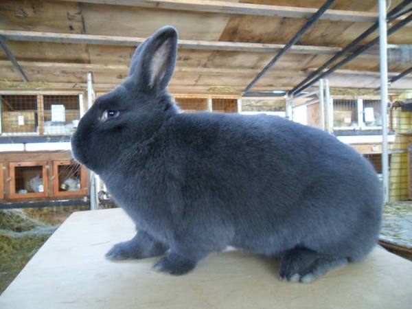 Всё, что нужно знать о продолжительности жизни кроликов - фото