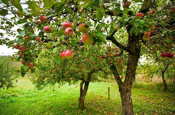 Сколько раз в жизни плодоносит дерево яблони с фото